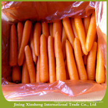 Zanahoria fresca de origen chino saludable